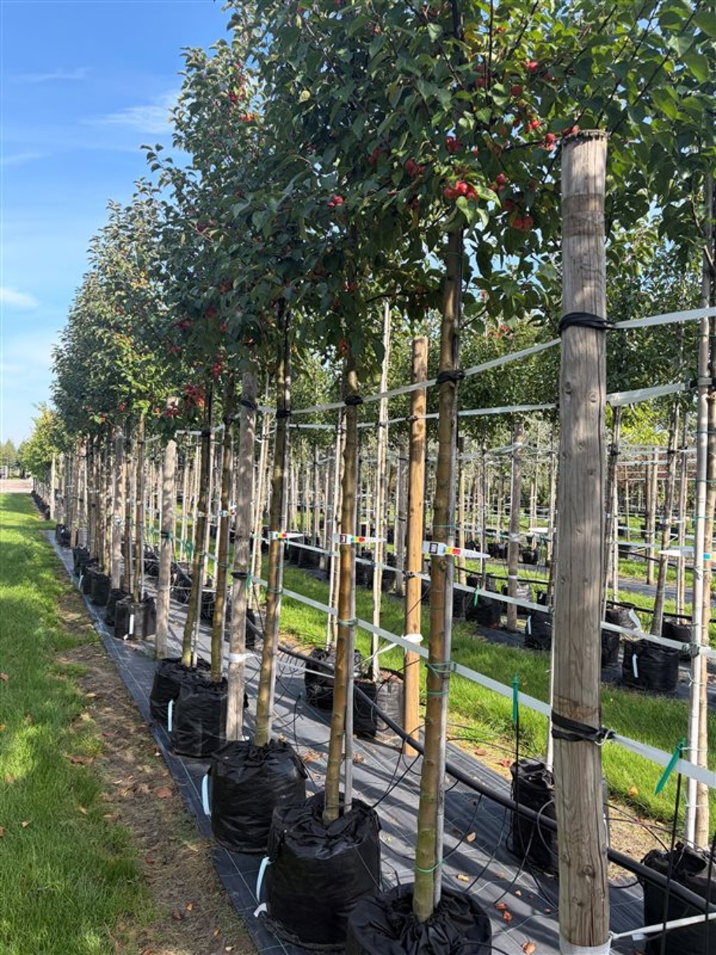 Malus ‘Evereste’