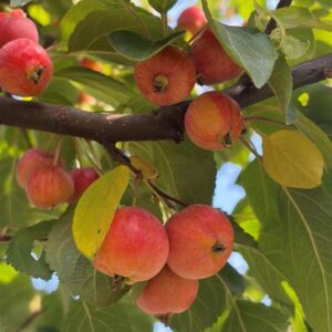 Malus ‘Evereste’