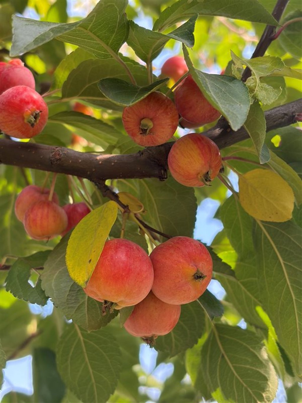 Malus ‘Evereste’