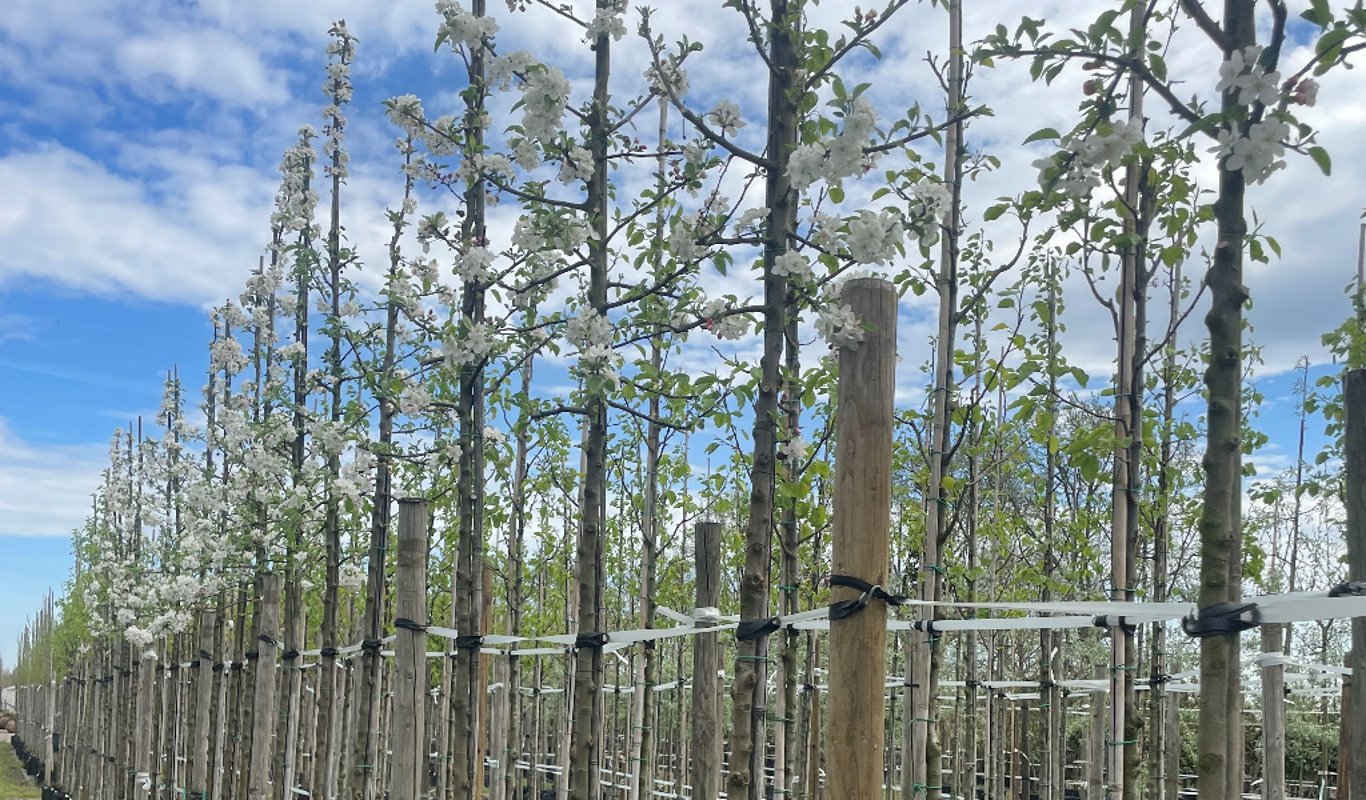 Malus ‘Evereste’