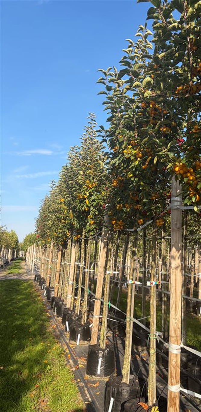 Malus ‘Golden Hornet’