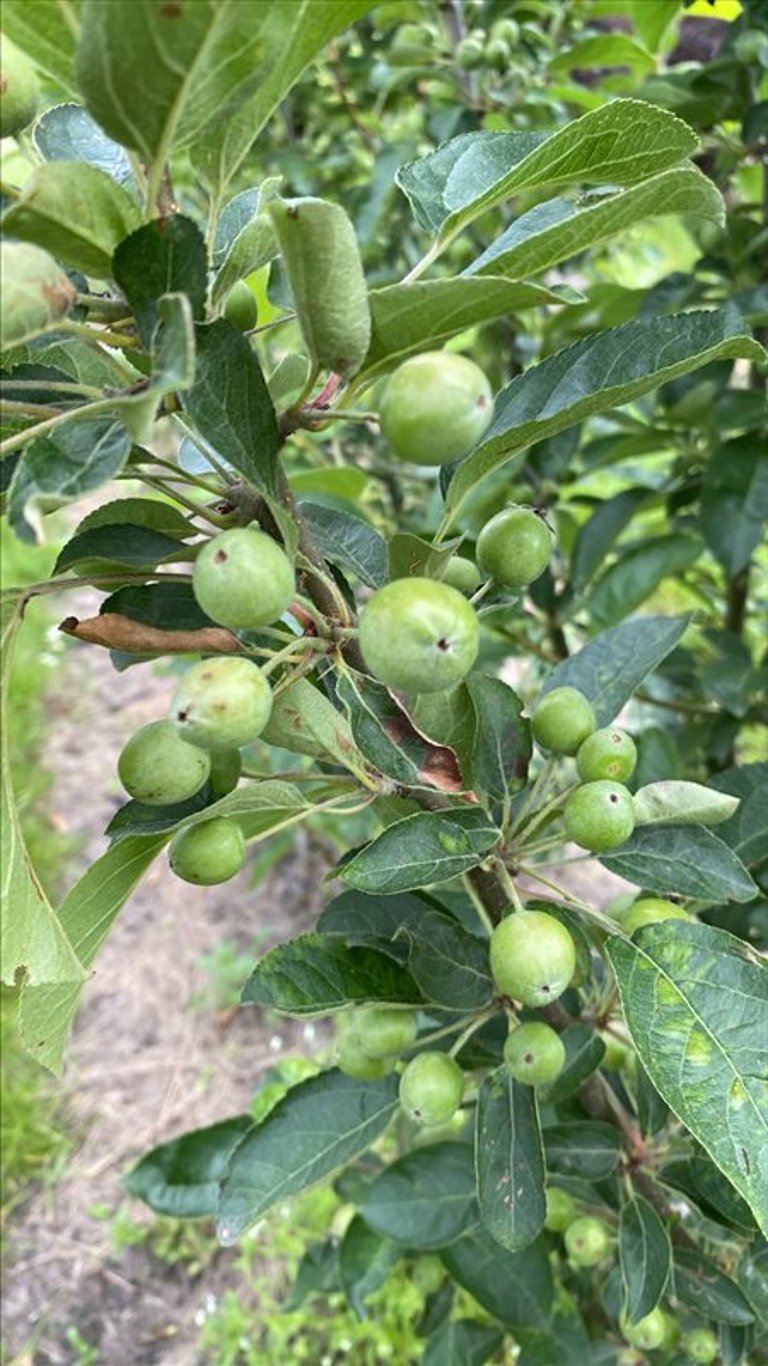 Malus ‘Golden Hornet’