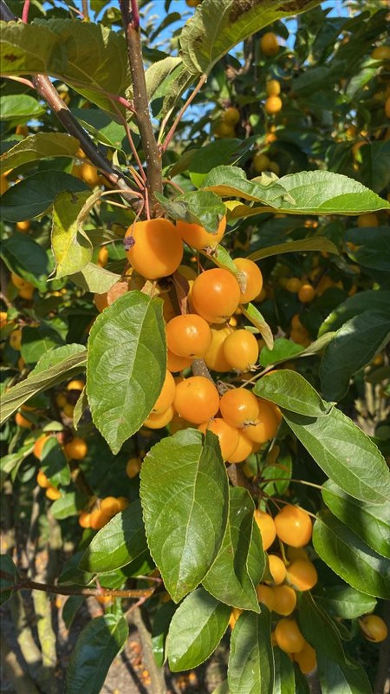 Malus ‘Golden Hornet’