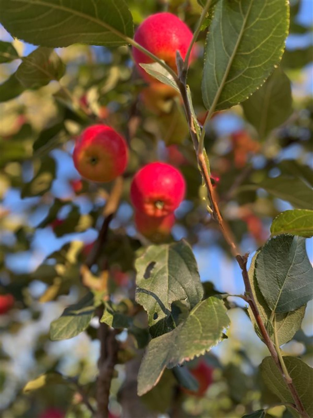 Malus ‘Hyslop’