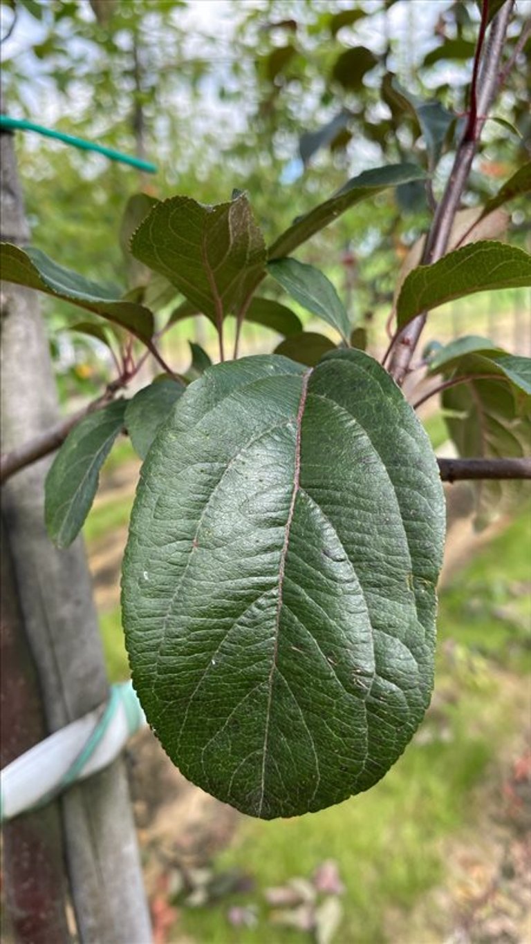 Malus ‘Mokum’