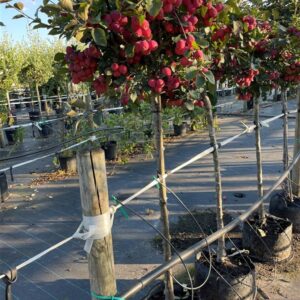 Malus ‘Neville Copeman’