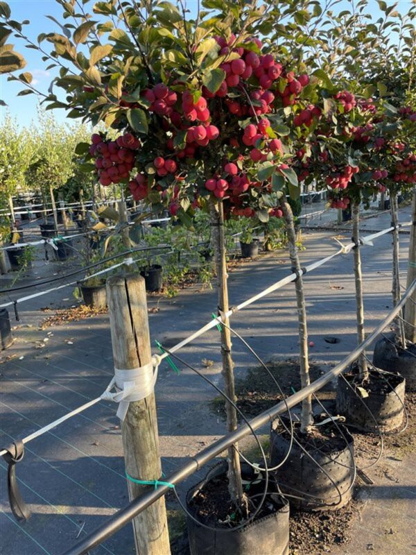 Malus ‘Neville Copeman’