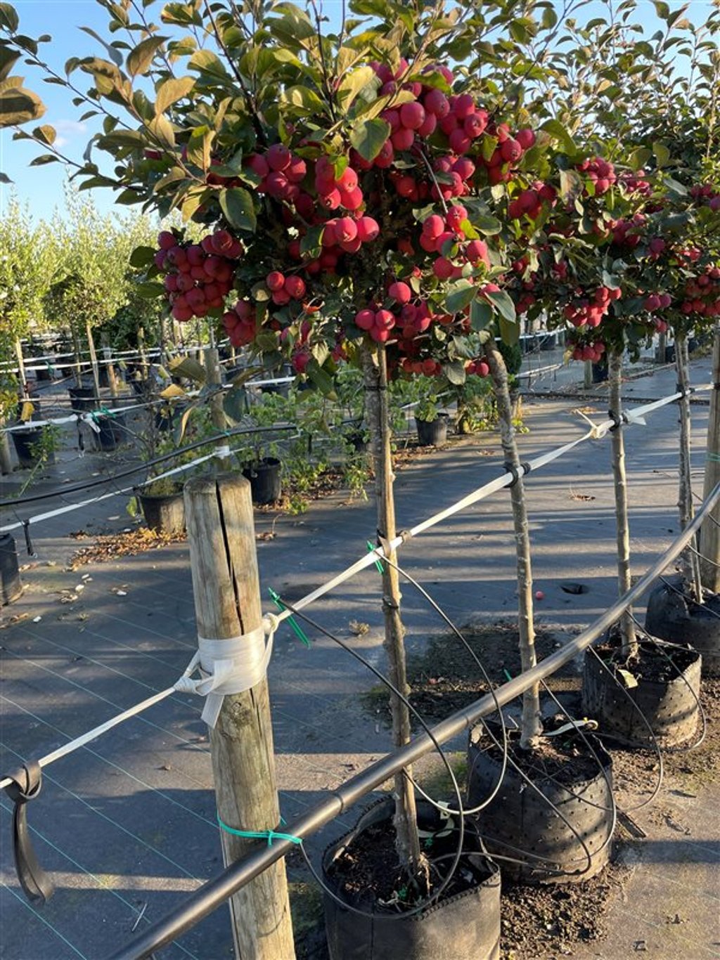 Malus ‘Neville Copeman’