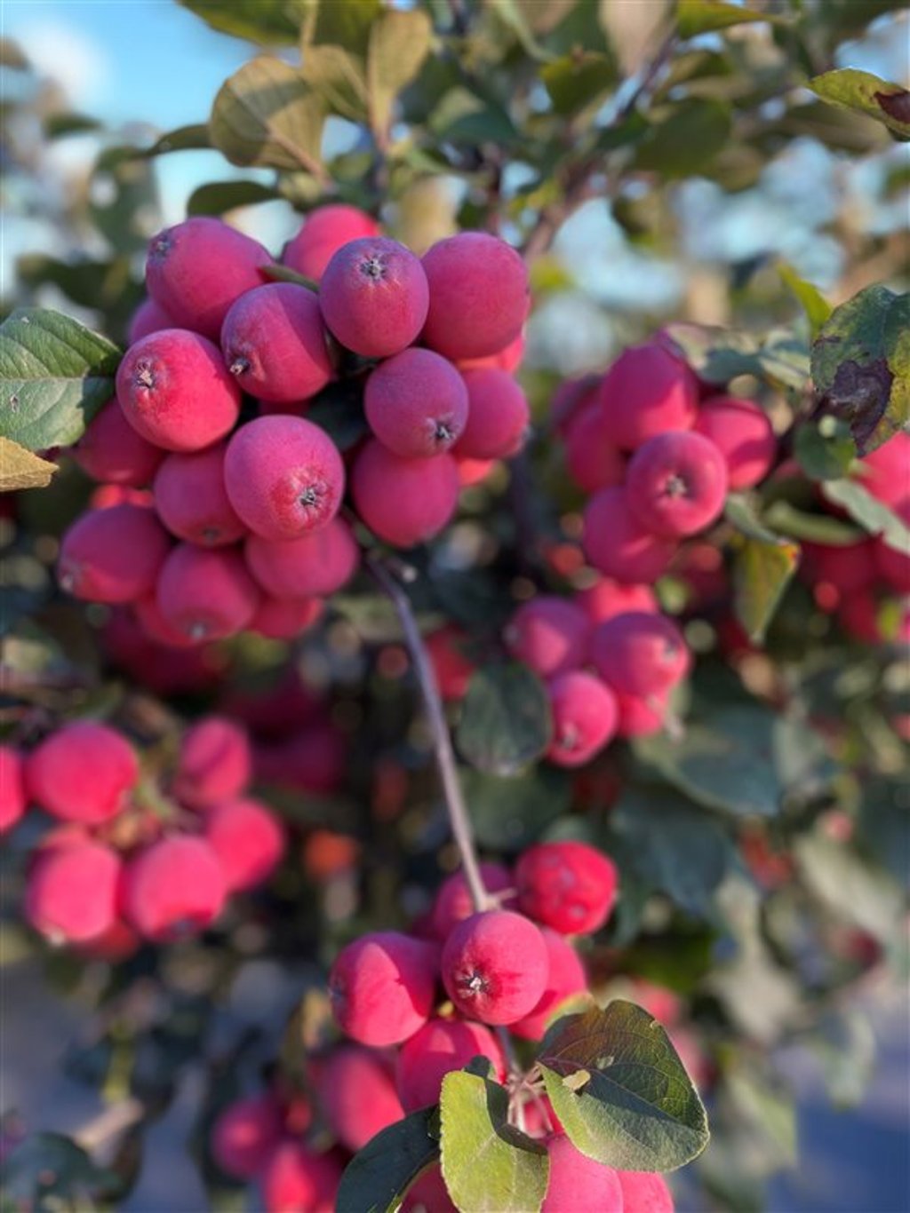 Malus ‘Neville Copeman’