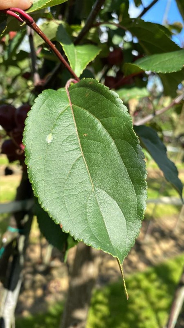 Malus ‘Red Obelisk’