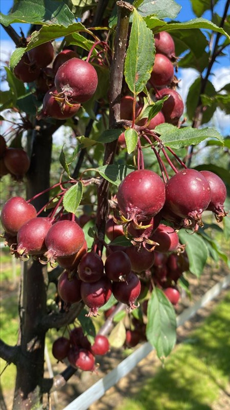 Malus ‘Red Obelisk’
