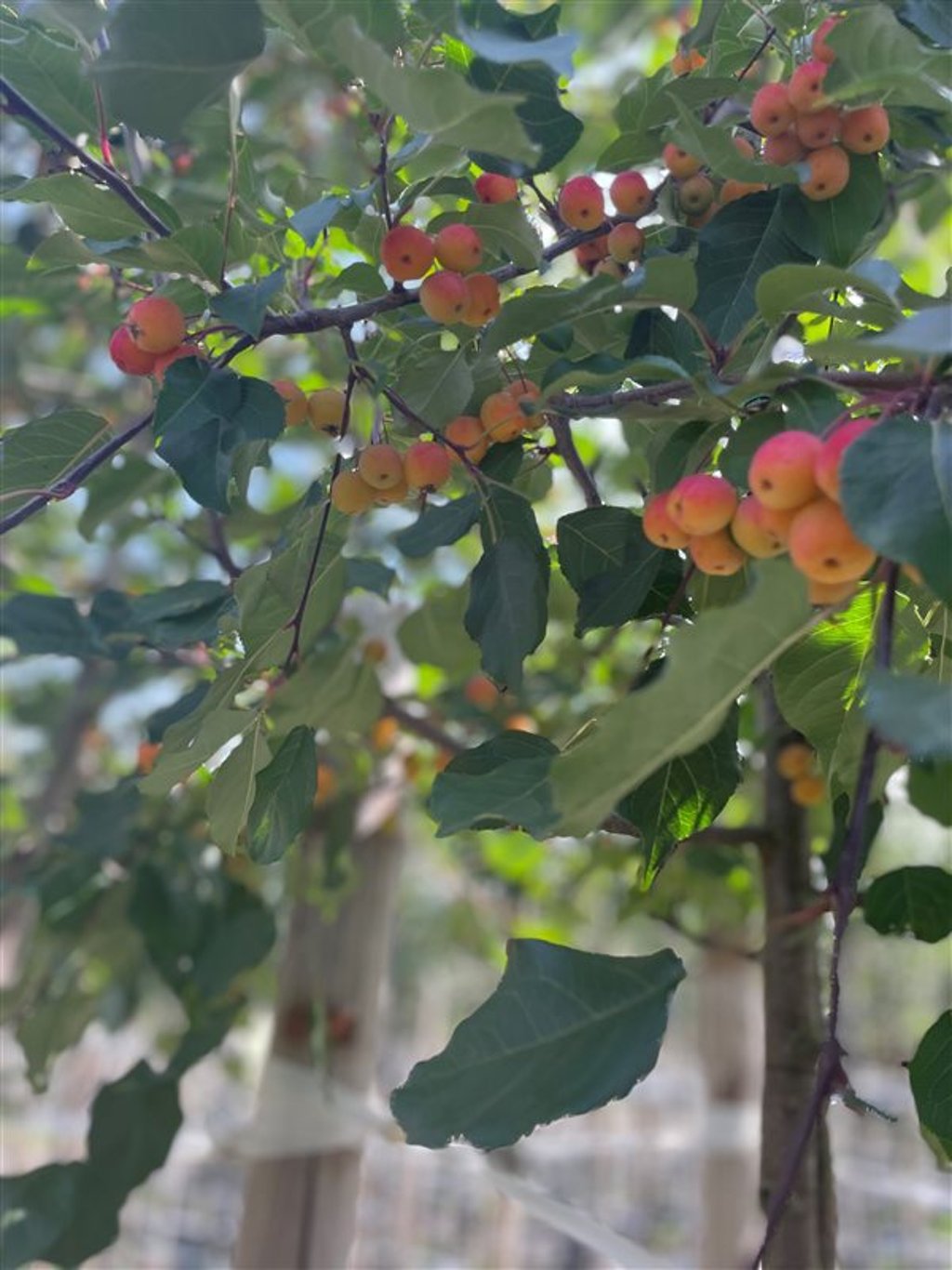 Malus ‘Rudolph’