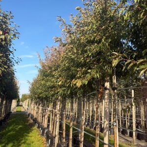 Malus toringo ‘Brouwers Beauty’
