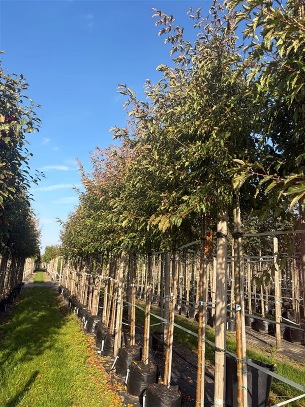 Malus toringo ‘Brouwers Beauty’