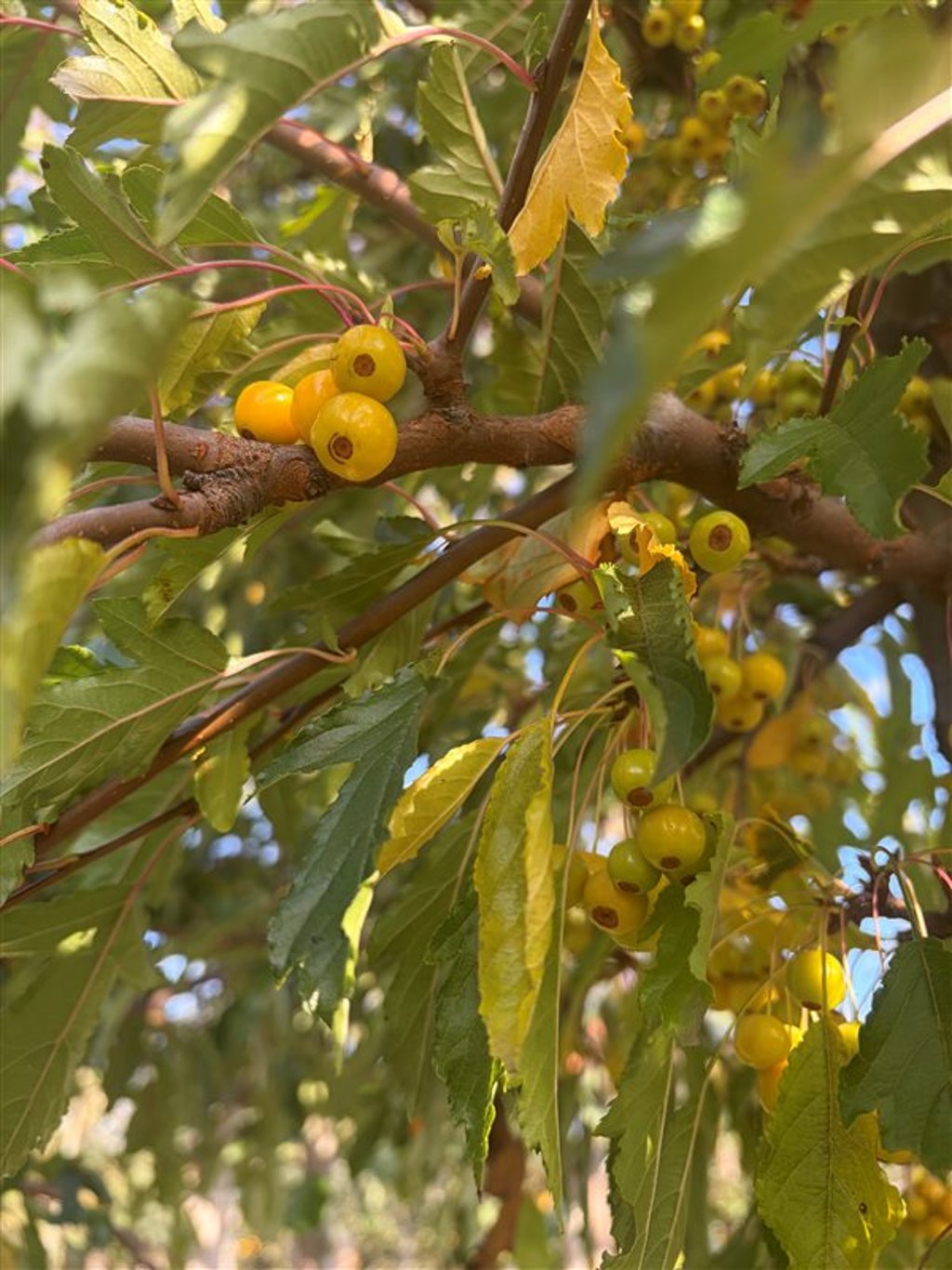 Malus toringo ‘Brouwers Beauty’