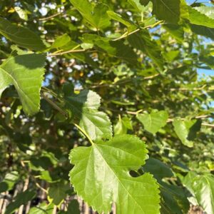 Morus alba