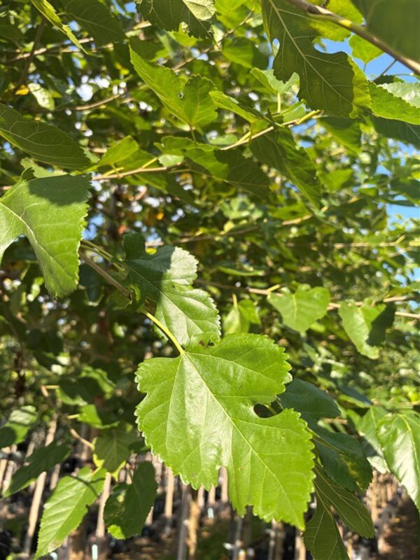 Morus alba