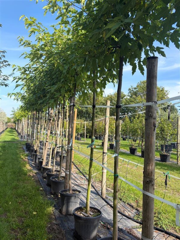 Morus alba ‘Fruitless’