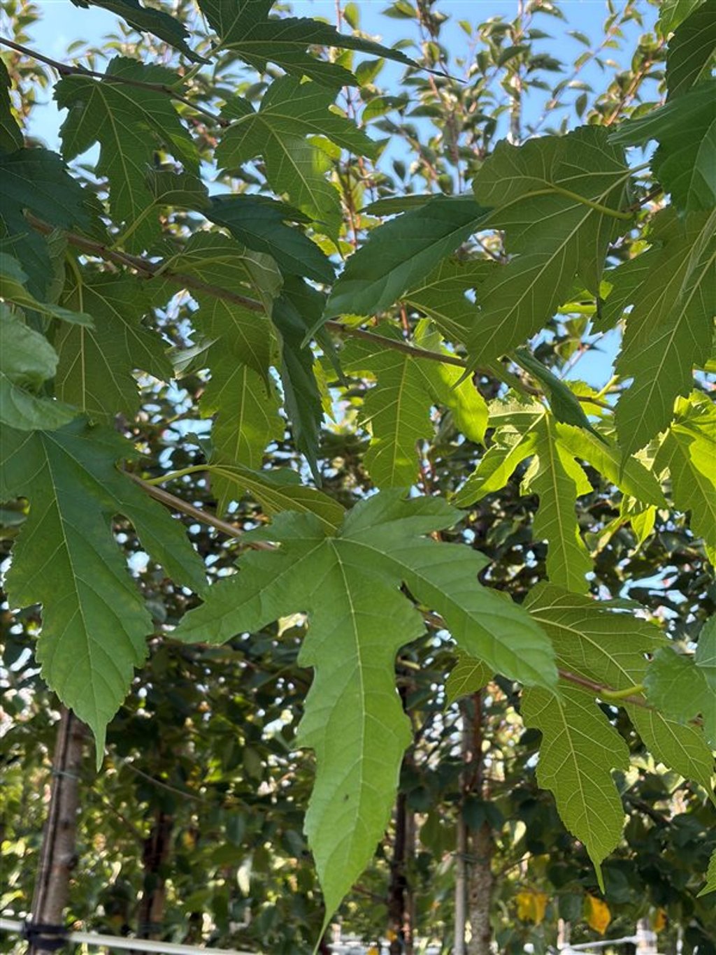 Morus alba ‘Fruitless’