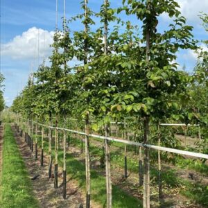 Parrotia persica
