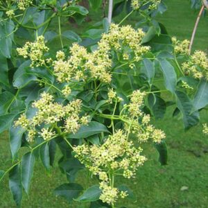 Phellodendron amurense
