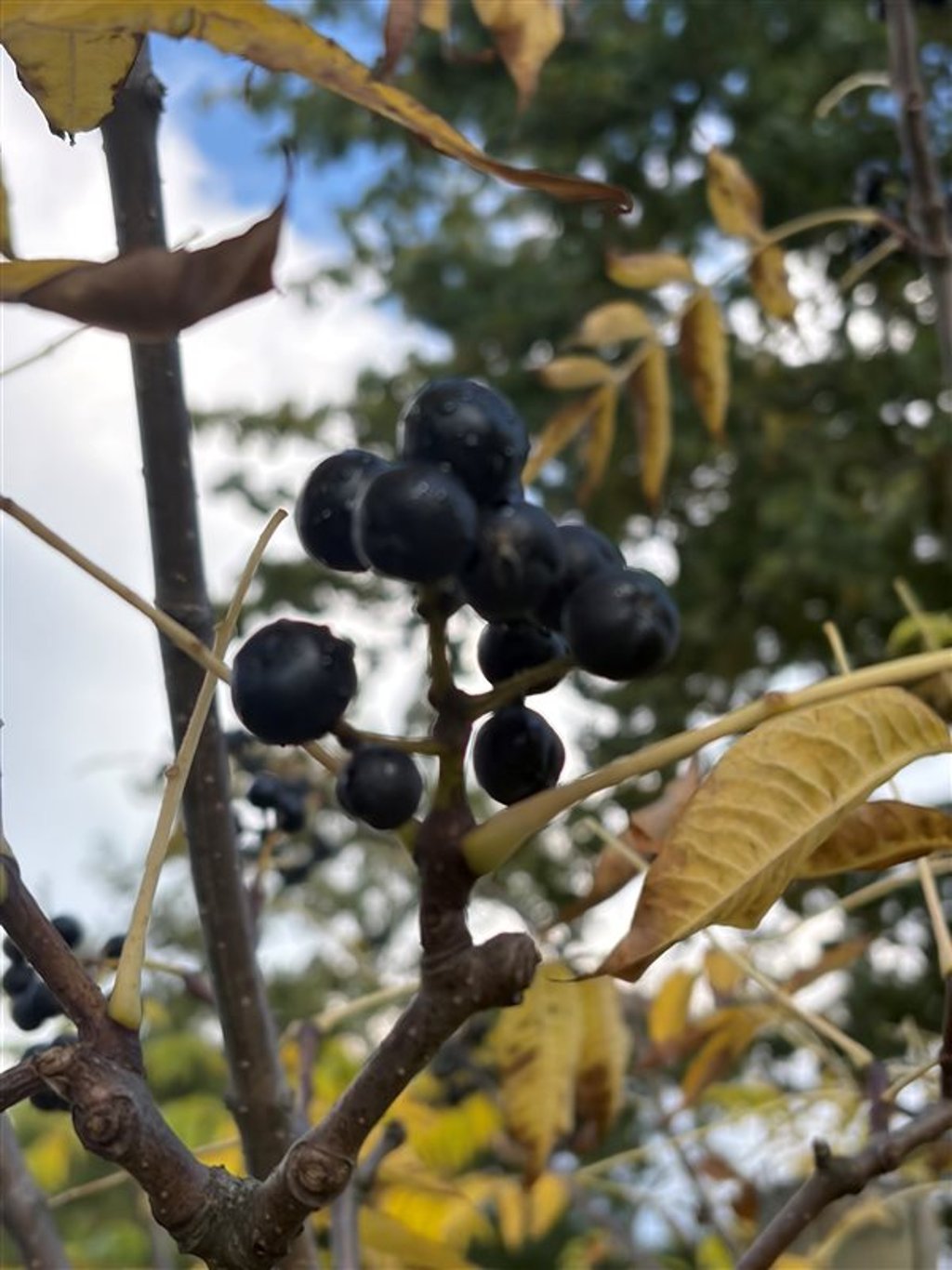 Phellodendron amurense