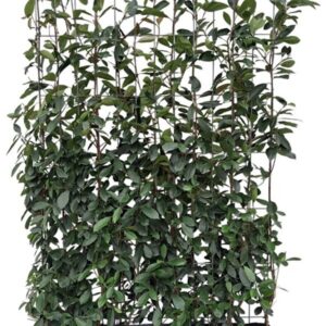 Photinia fraseri ‘Red Robin’