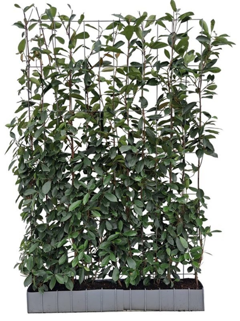 Photinia fraseri ‘Red Robin’