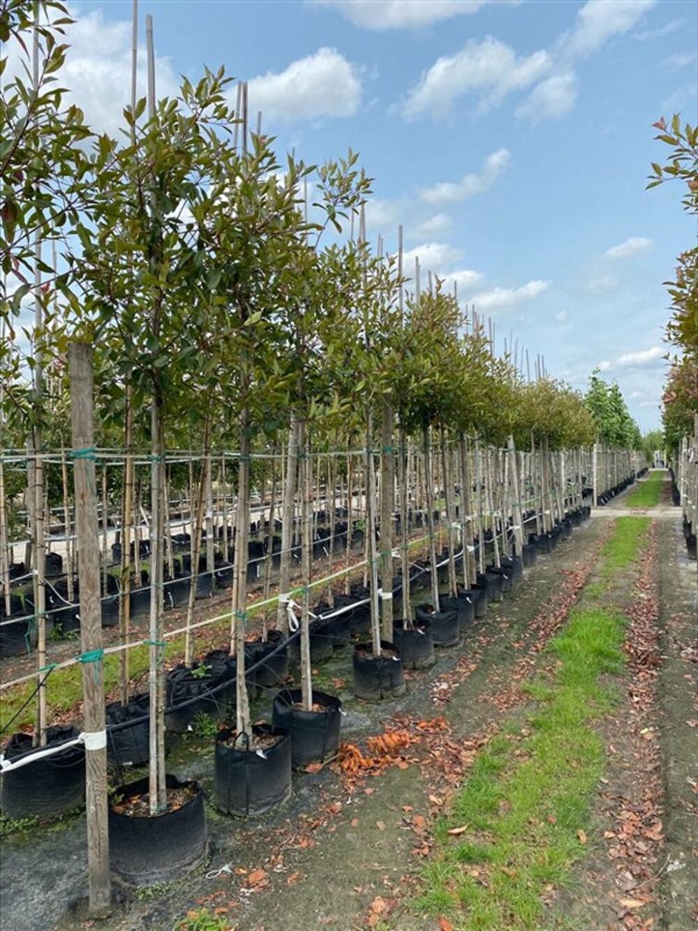 Photinia fraseri ‘Red Robin’