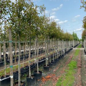 Photinia fraseri ‘Red Robin’