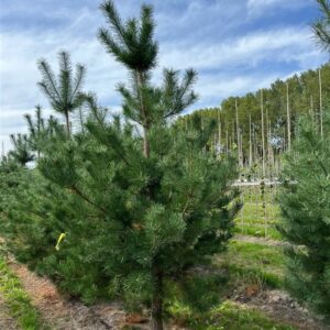 Pinus sylvestris