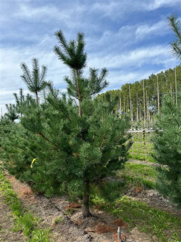 Pinus sylvestris