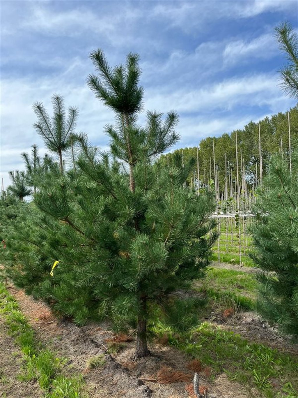 Pinus sylvestris
