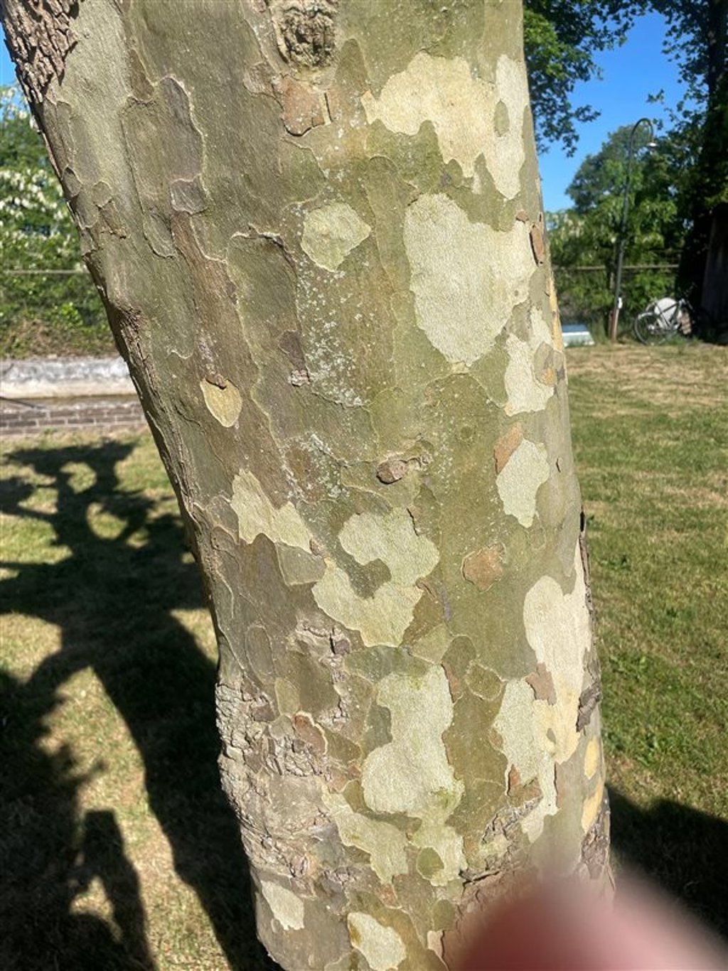Platanus hispanica