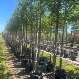 Prunus ‘Accolade’