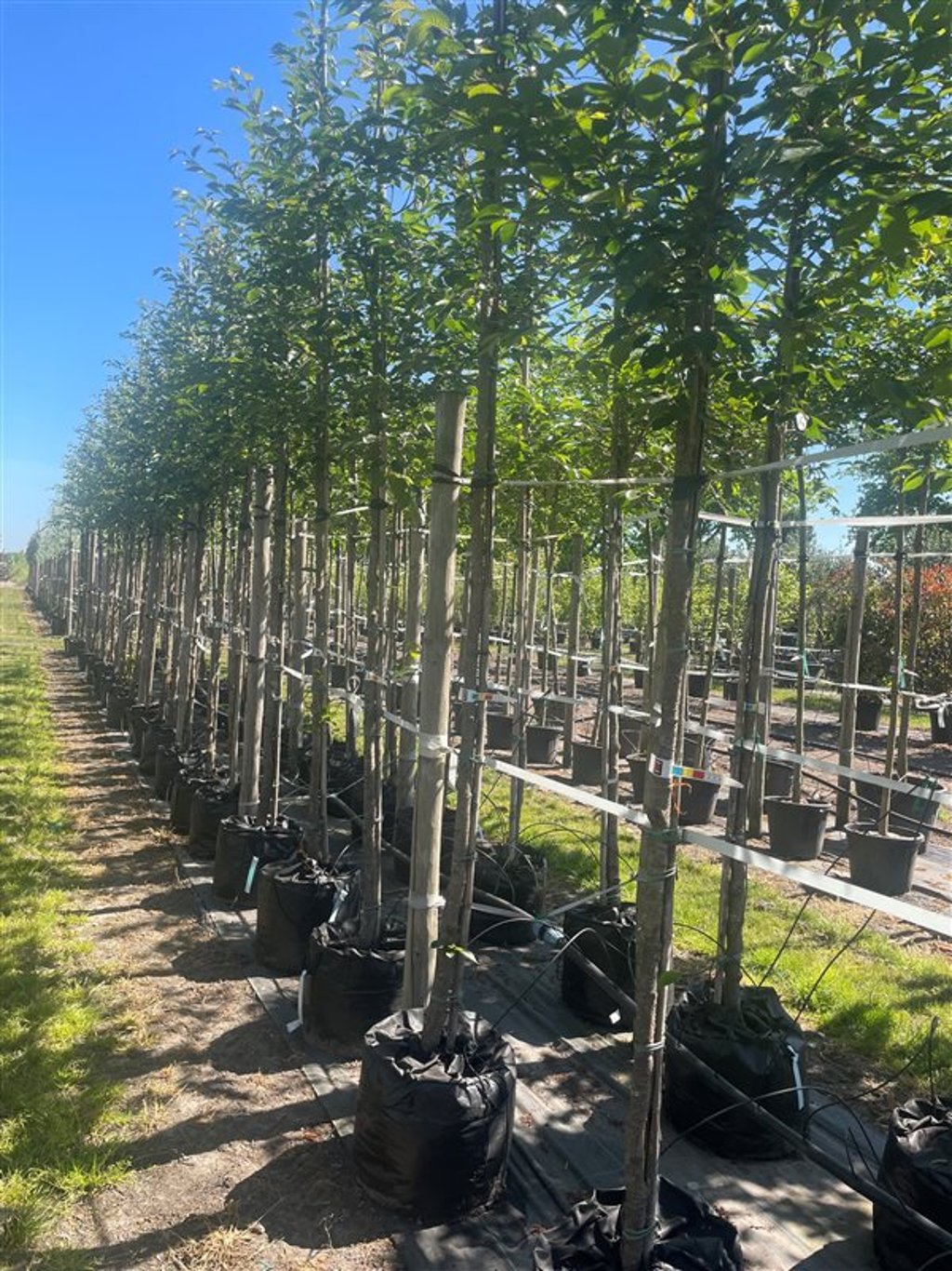 Prunus ‘Accolade’