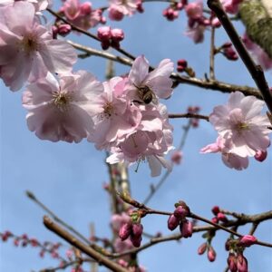 Prunus ‘Accolade’