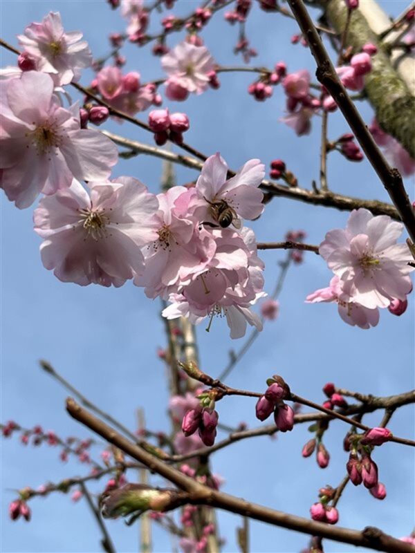 Prunus ‘Accolade’