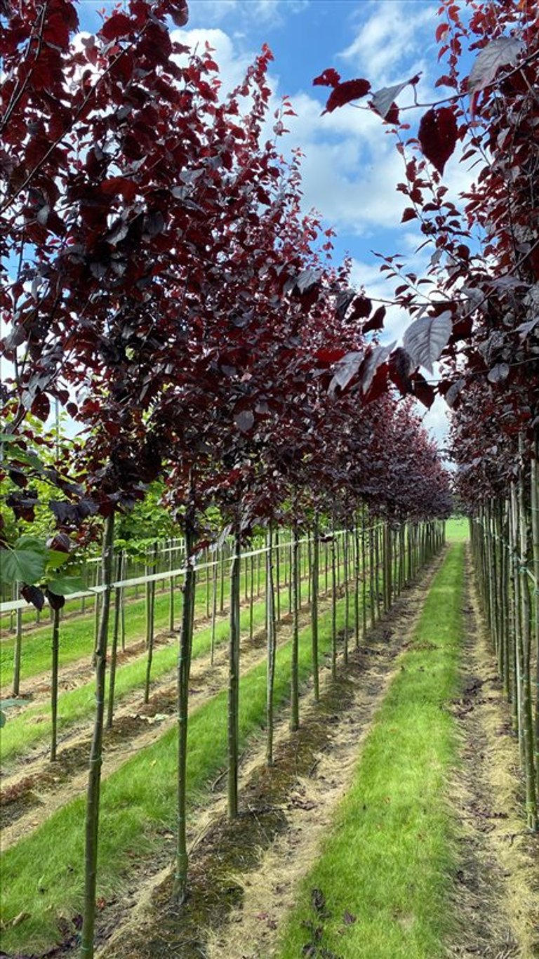 Prunus cer. ‘Nigra’