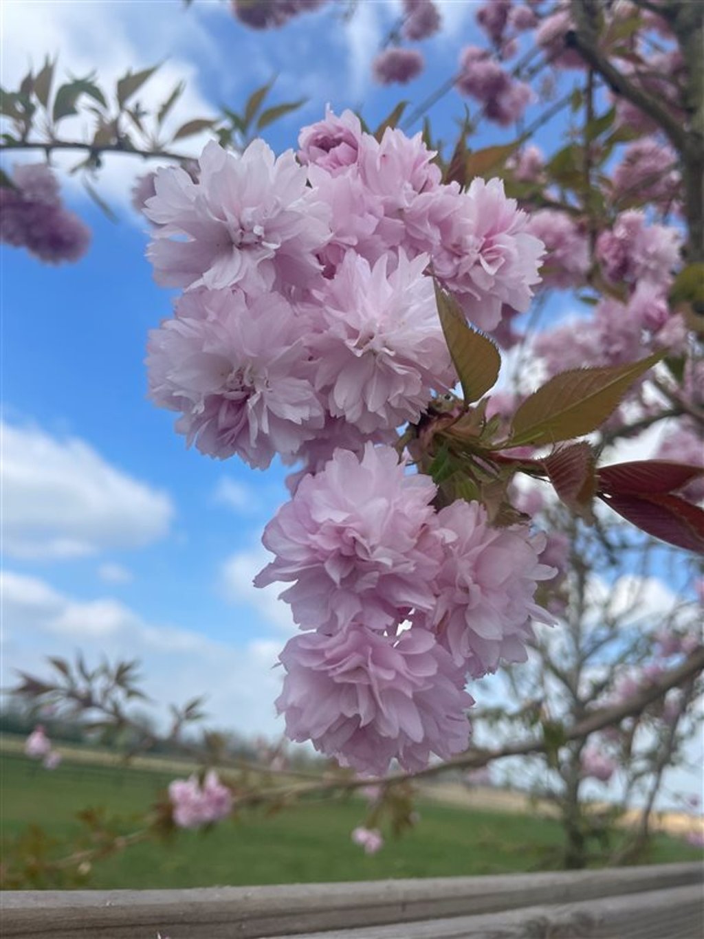 Prunus ‘Kiku-shidare-zakura’