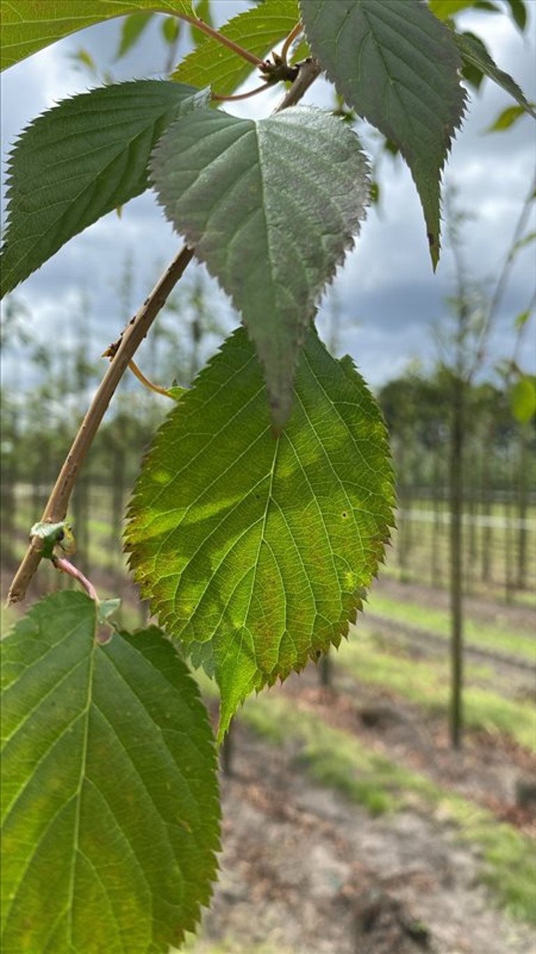 Prunus ‘Kiku-shidare-zakura’