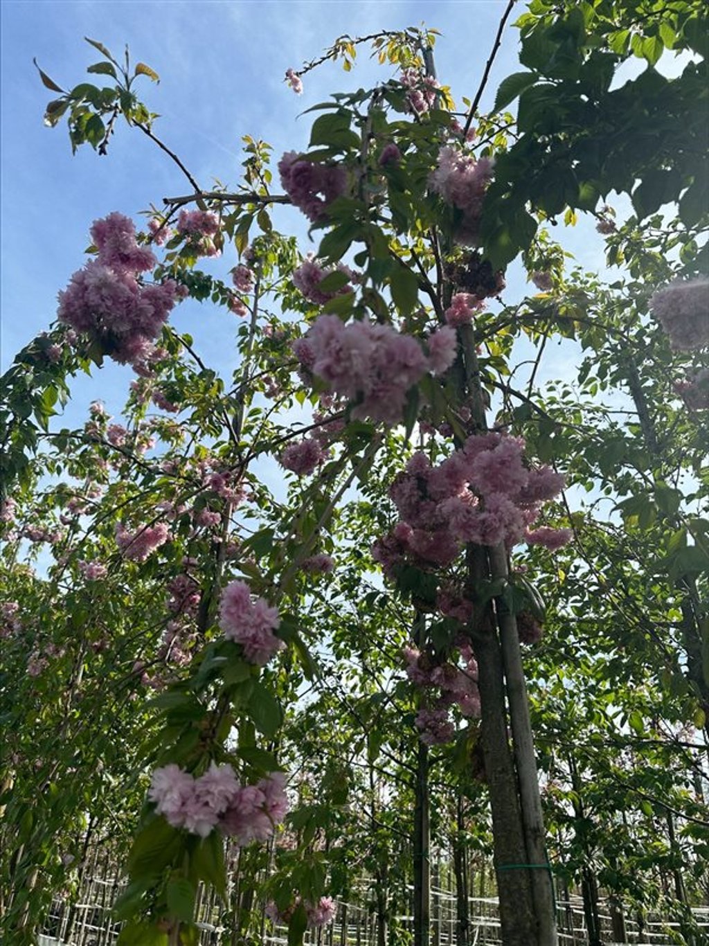 Prunus ‘Kiku-shidare-zakura’