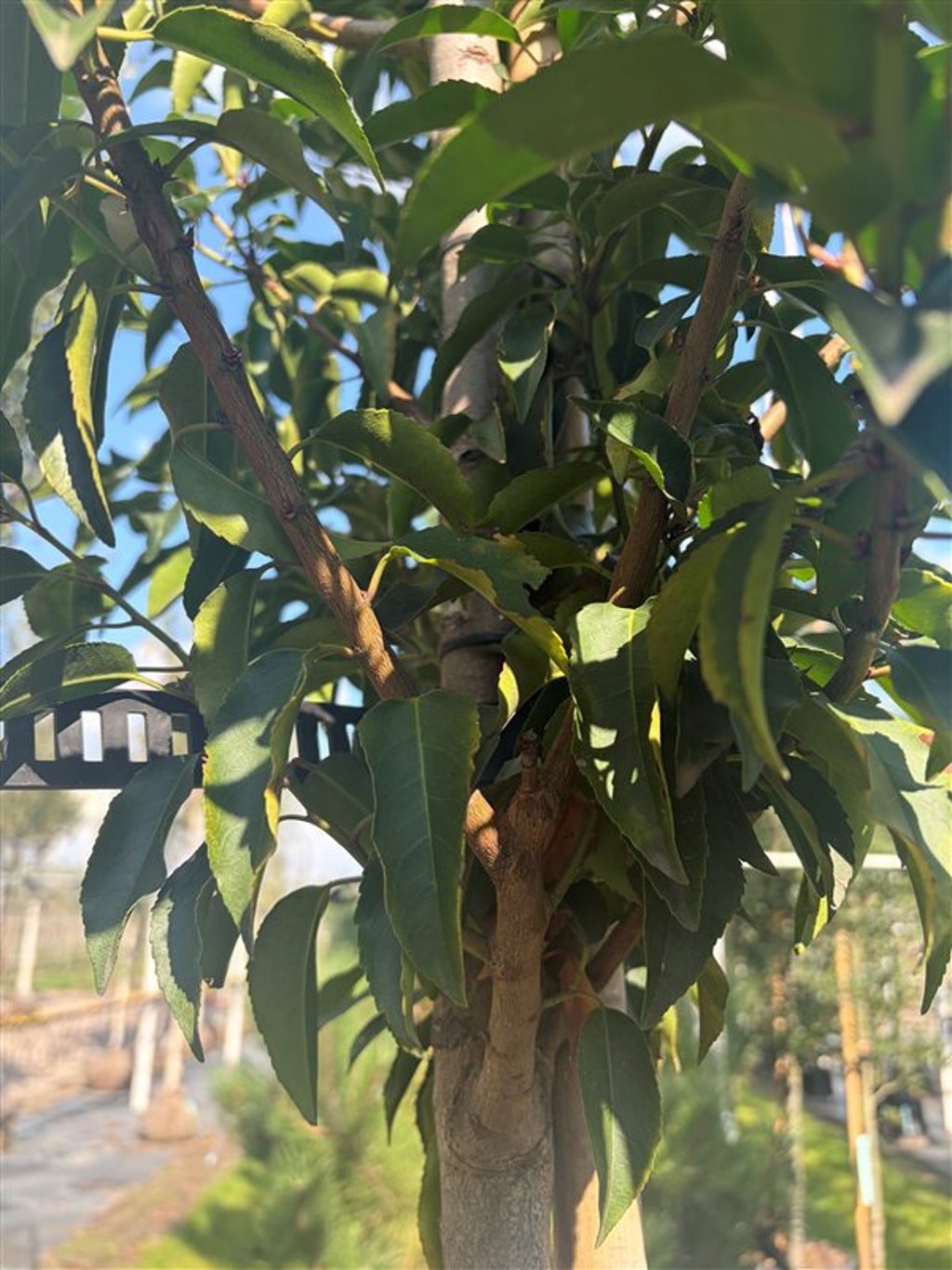 Prunus l. ‘Angustifolia’