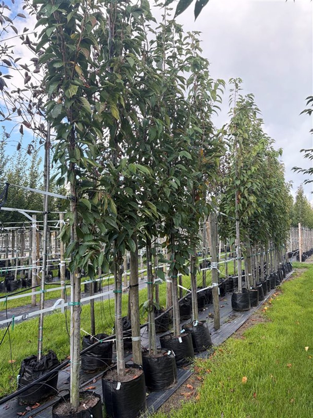 Prunus ser. ‘Amanogawa’