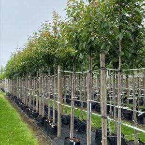 Prunus ser. ‘Kanzan’