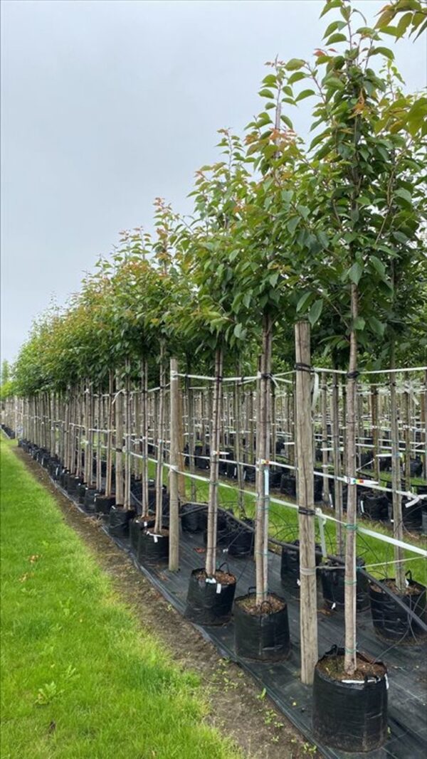 Prunus ser. ‘Kanzan’
