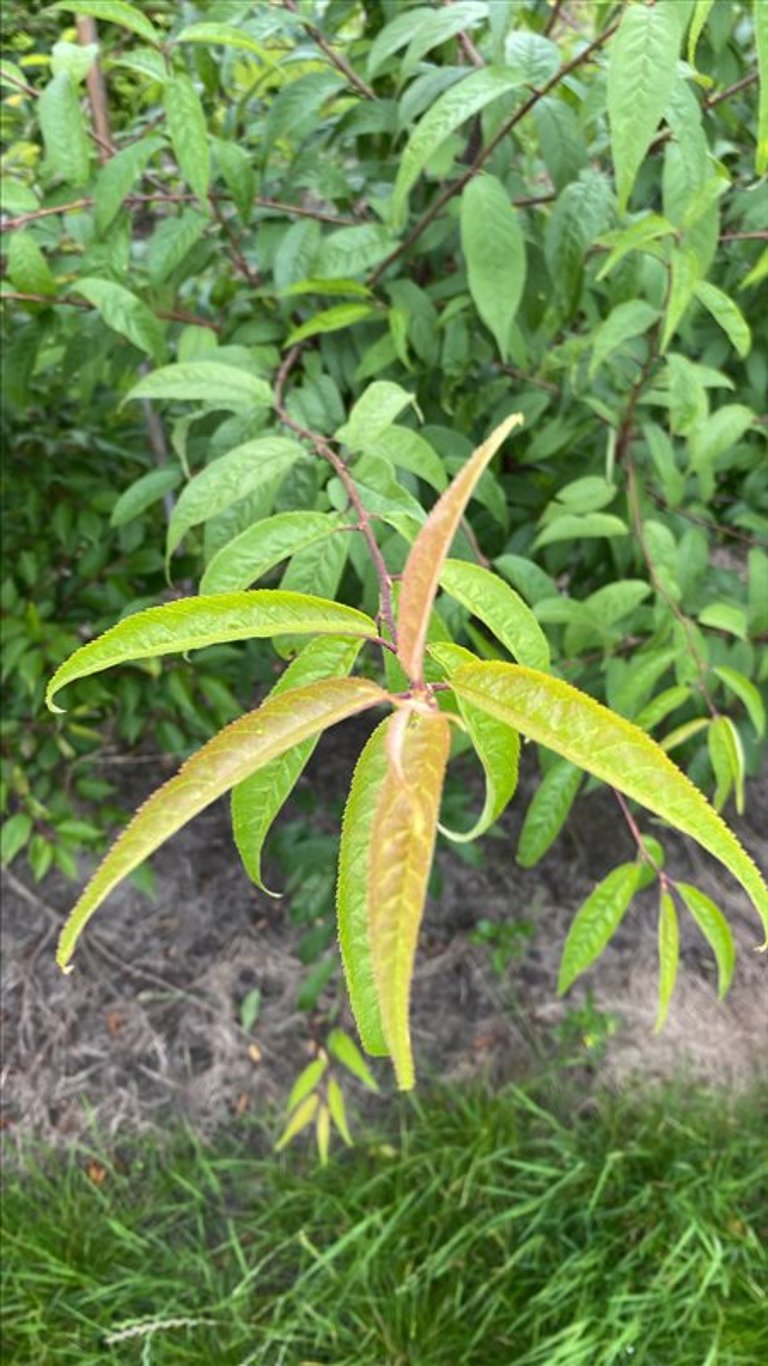 Prunus serrula