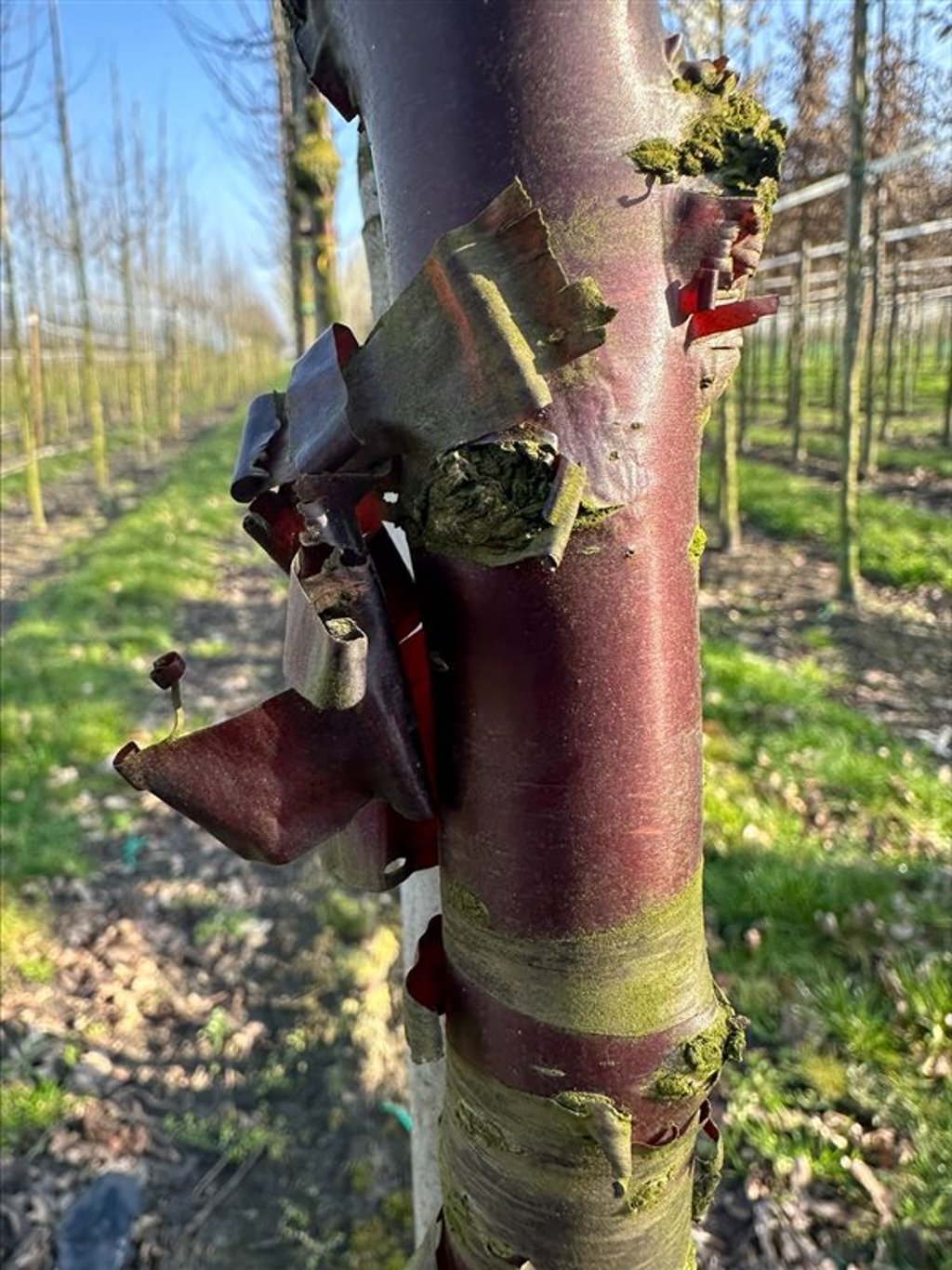 Prunus serrula