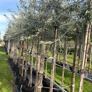 Pyrus salicifolia