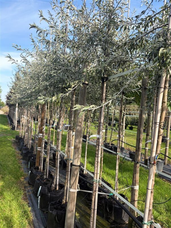 Pyrus salicifolia